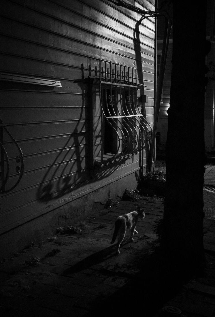 A cat walks along a wooden house at night beneath the curved shadow of a window grille