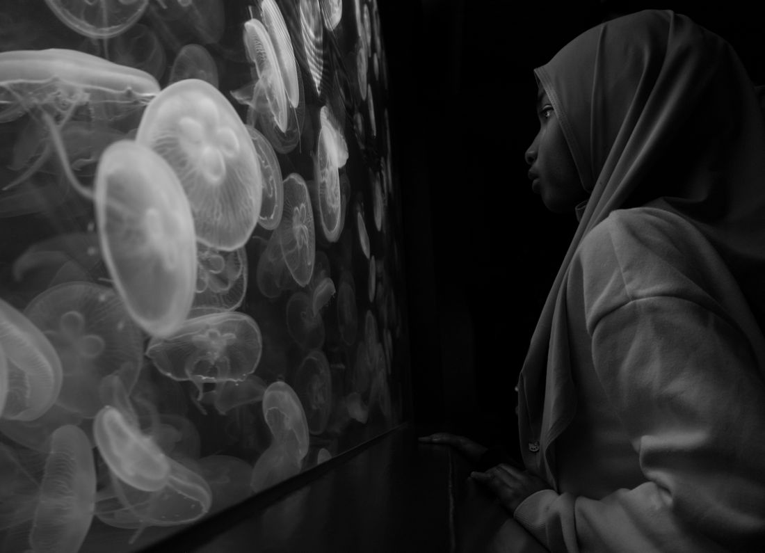 A girl watches moon jellyfish glowing in a dark aquarium