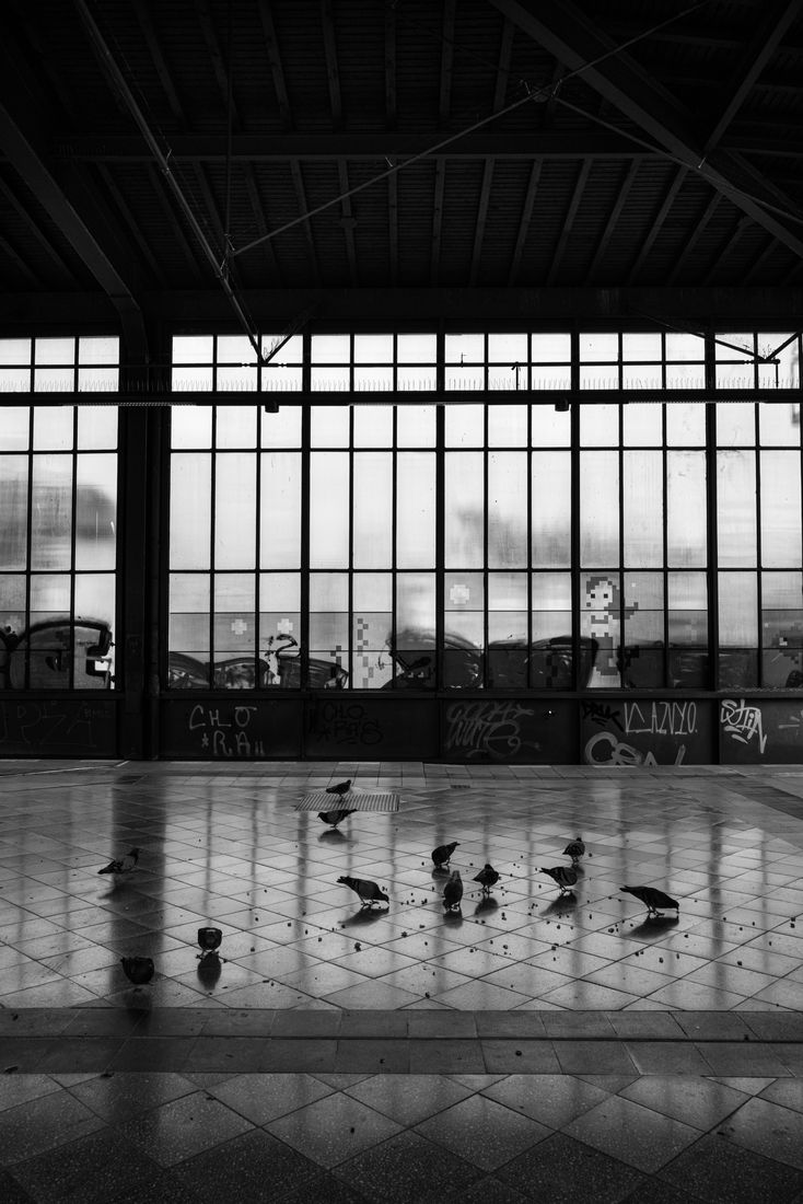 Pigeons feed on a reflective tiled floor inside a station hall with tall windows
